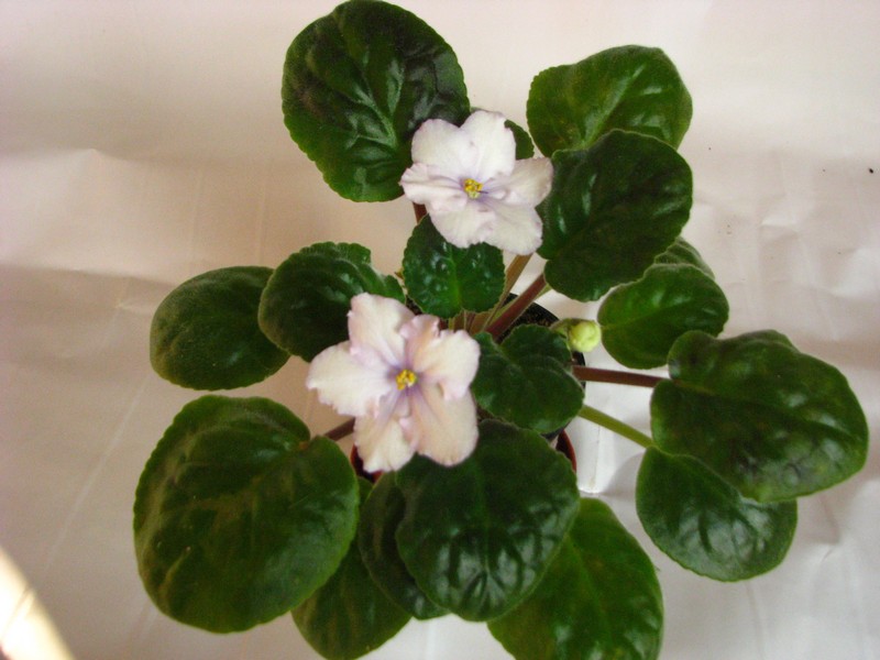 ЕК-Альпийский Эдельвейс.jpg