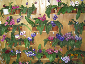 ДІМЕТРІС 1.jpg