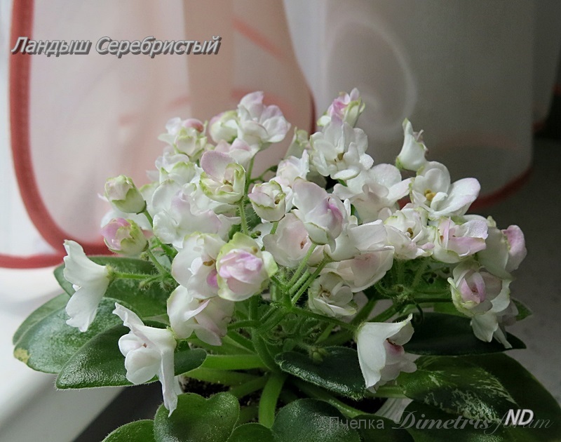 Ландыш Серебристый3.JPG