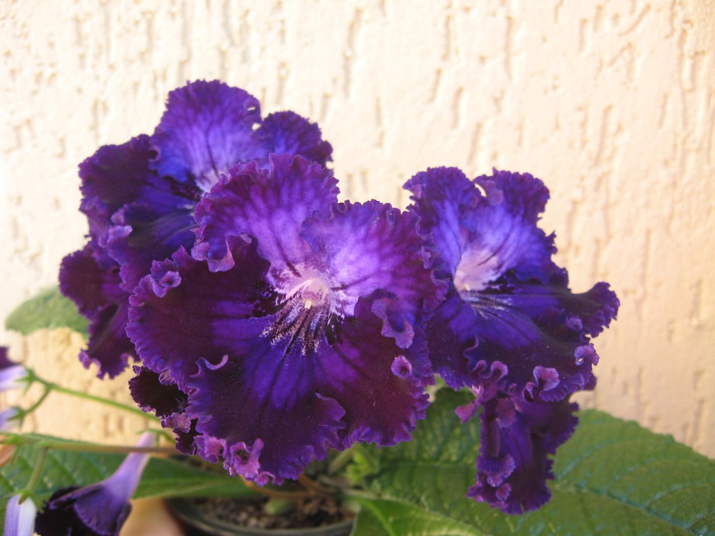 ДС Рюшелье.jpg