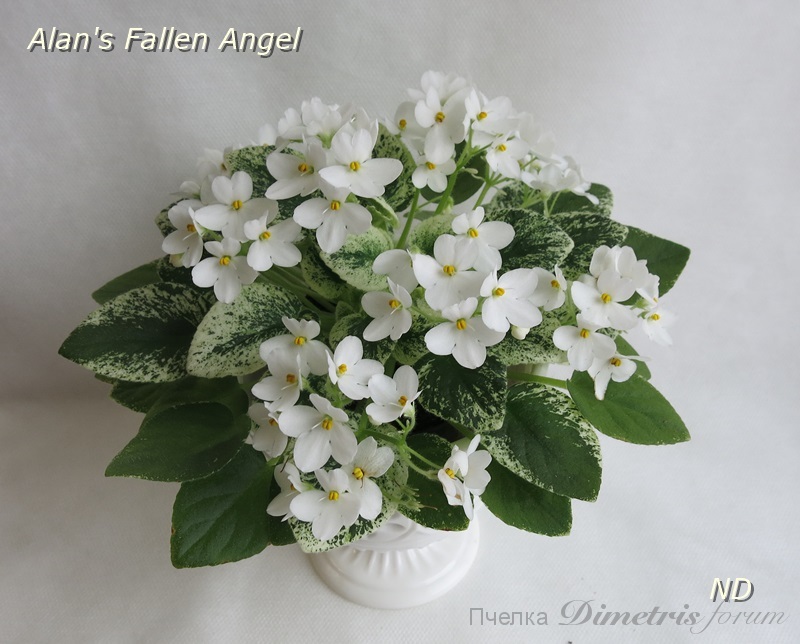 Alan's Fallen Angel3.JPG