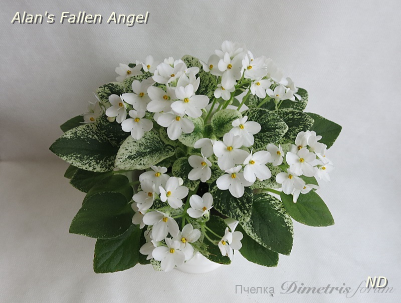 Alan's Fallen Angel4.JPG