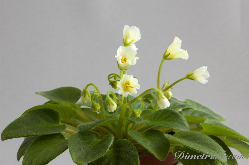 Alchemy-Yellow-bells.jpg