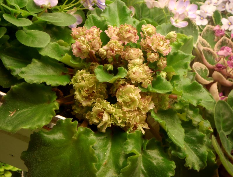 Allegro-Pink-Pistachio-о.jpg