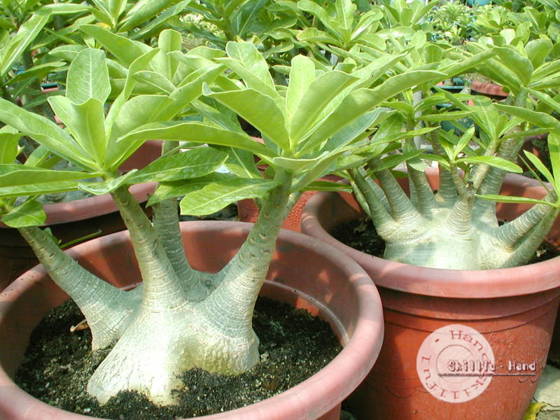 Arabicum Brazilian.jpg