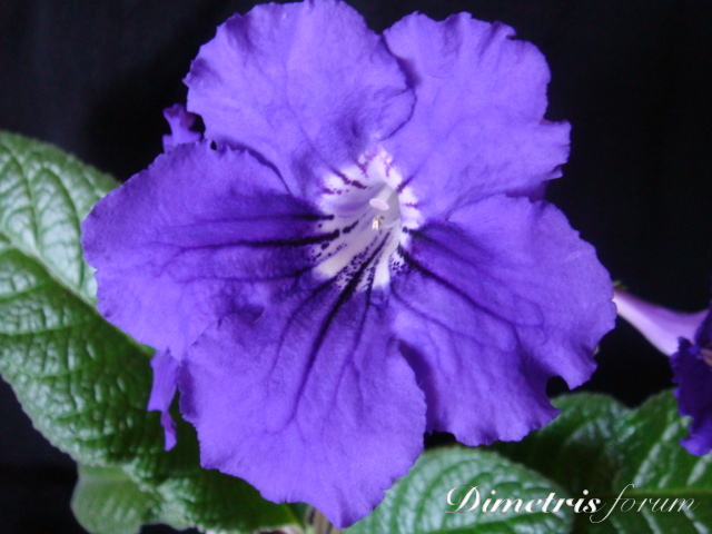 Audi Q7 1е цветение DSC04723.JPG