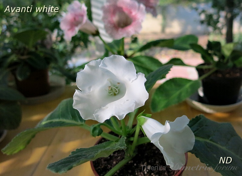 Avanti white1.JPG