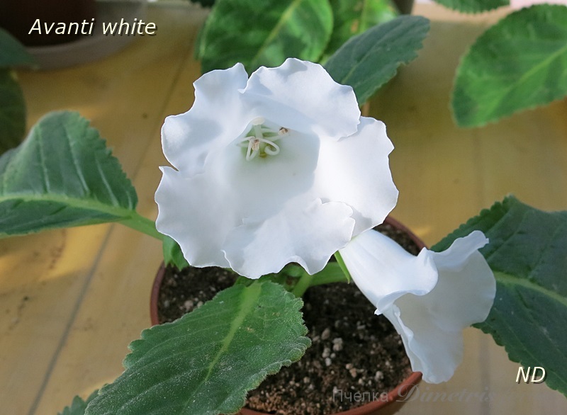 Avanti white.JPG