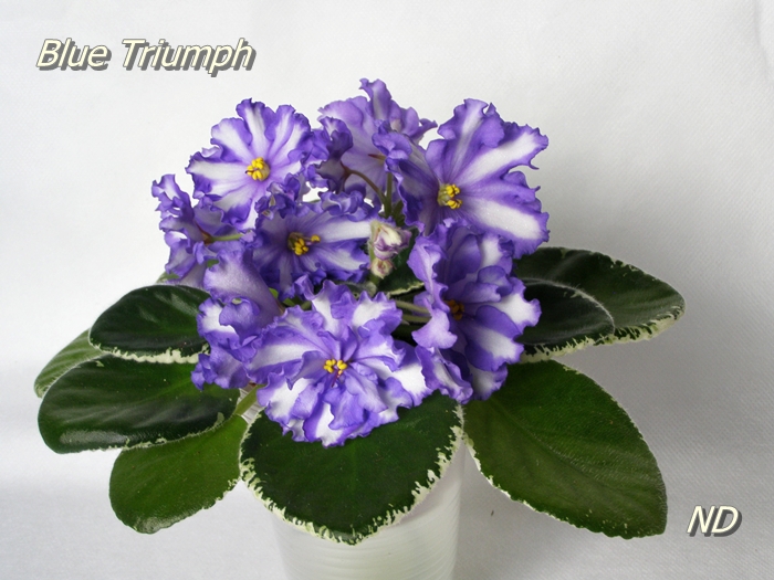 Blue Triumph4.JPG
