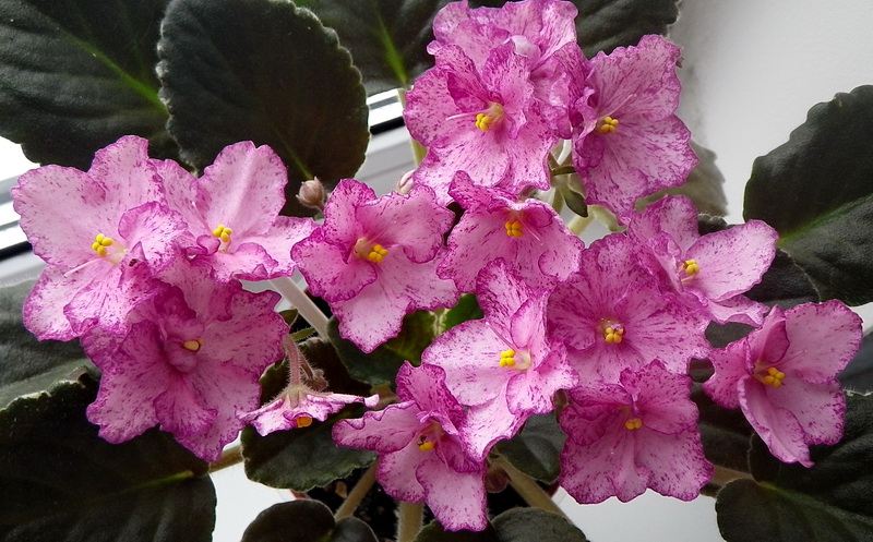 Buckeye Cherry Freckles1.jpg