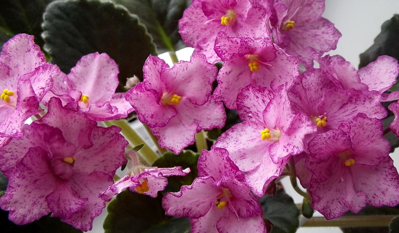 Buckeye Cherry Freckles2.jpg