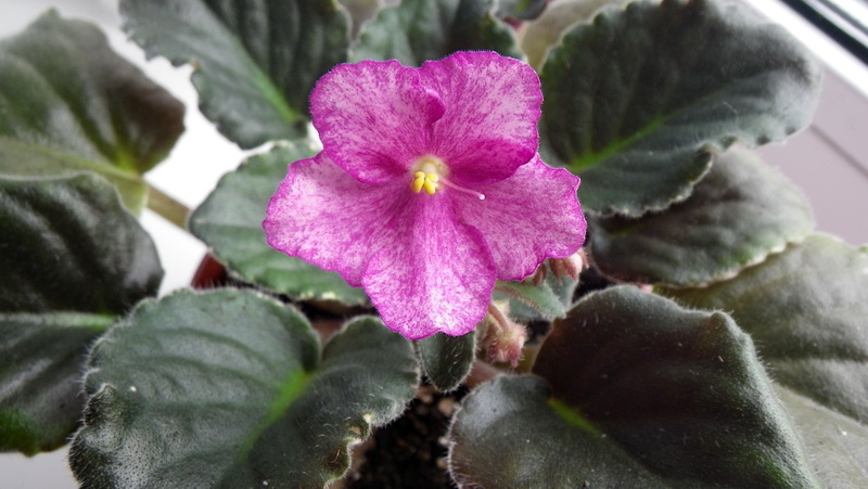 Buckeye Cherry Freckles.jpg
