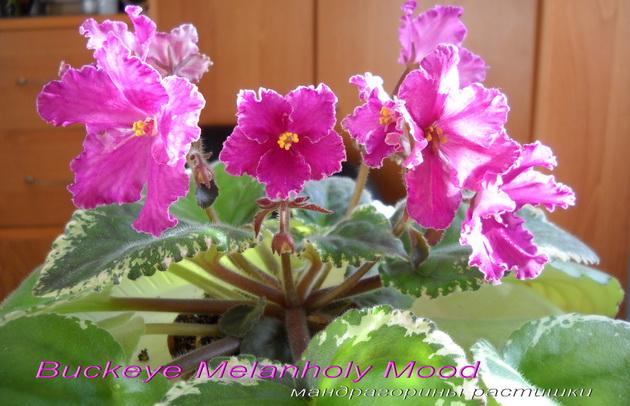 Buckeye Melanholy Mood 2 f.jpg