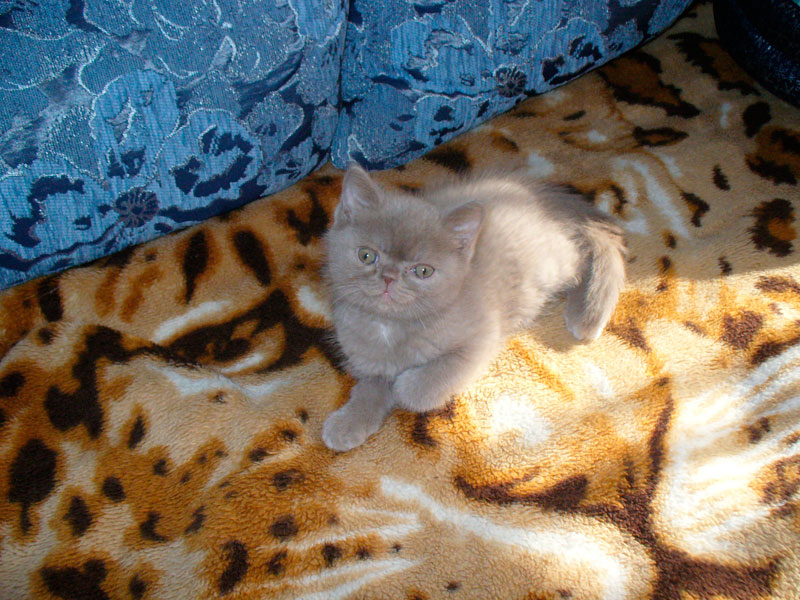cat1.jpg