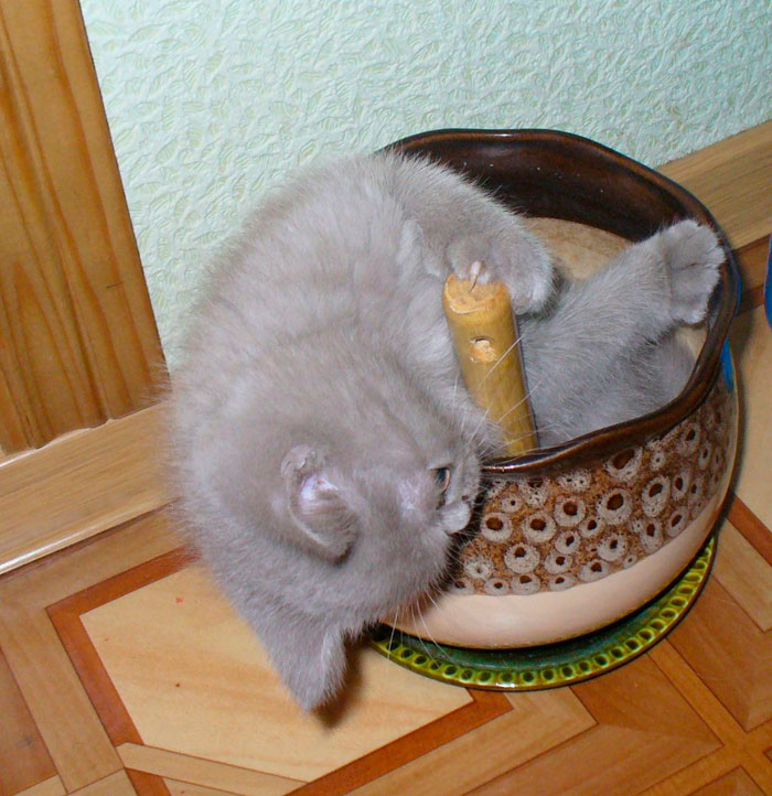 cat2.jpg