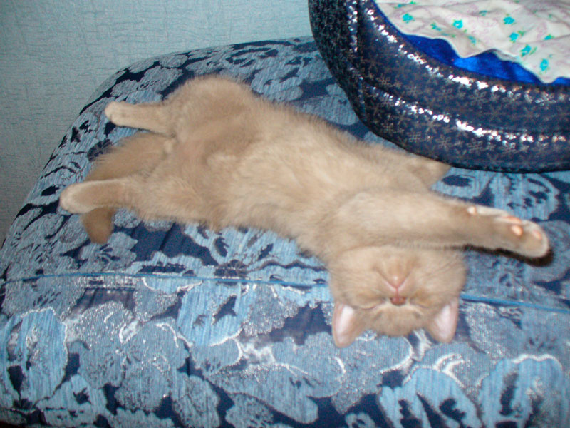 cat3.jpg