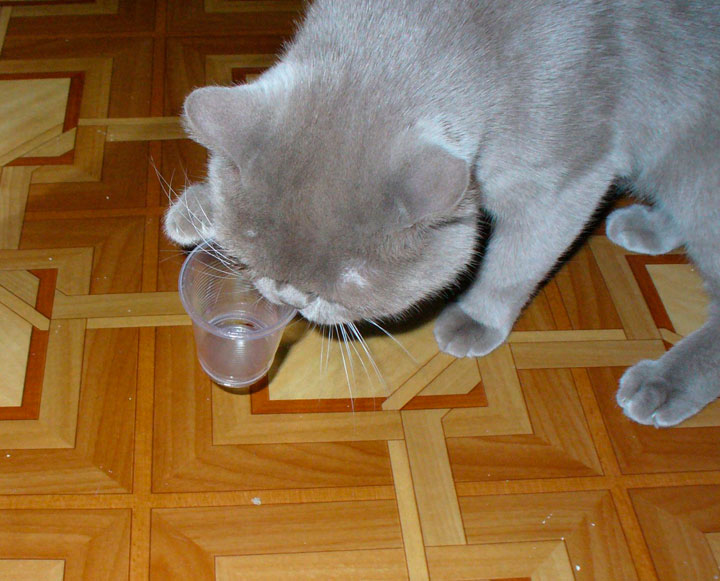 cat5.jpg
