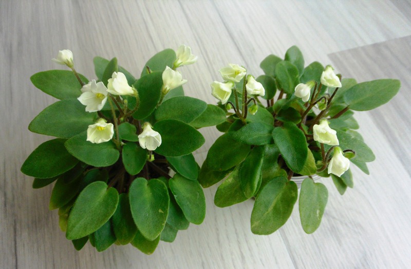 Chantaspring-1.jpg