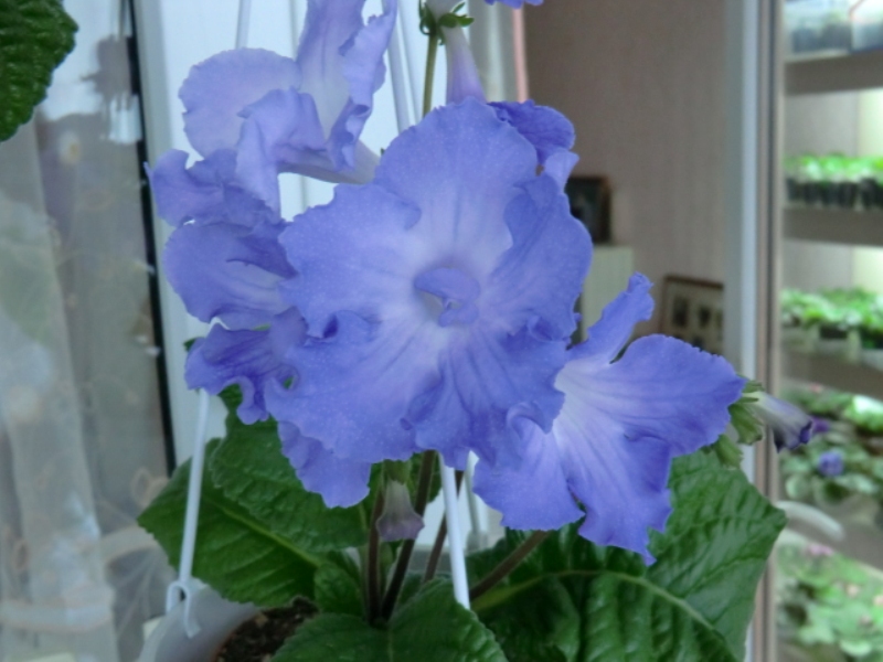 Clio август 2012 1.JPG