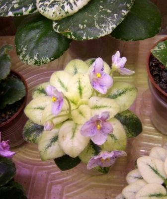 combustee pigeon.JPG