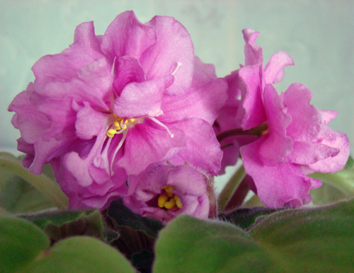 Copy of Copy of 2010.06.20 042.jpg