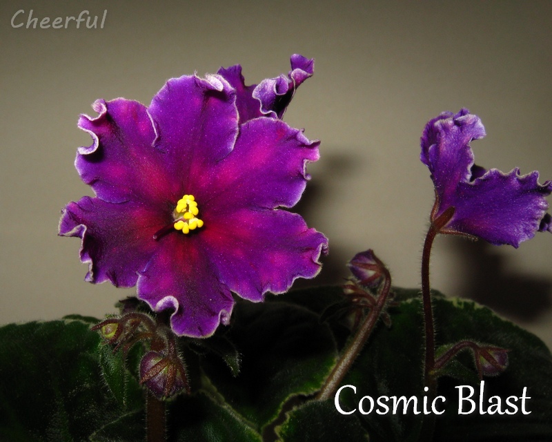 cosmic blast 25.03.15 2.jpg