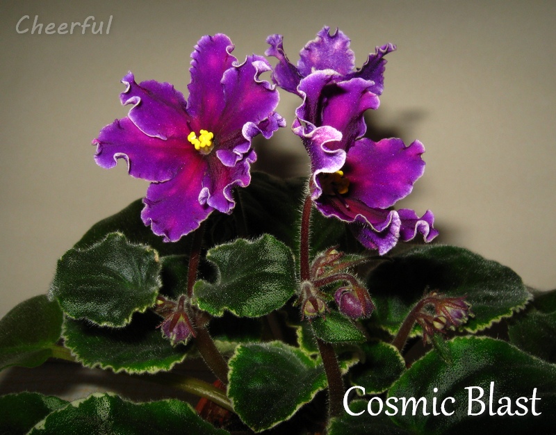 cosmic blast 25.03.15.jpg