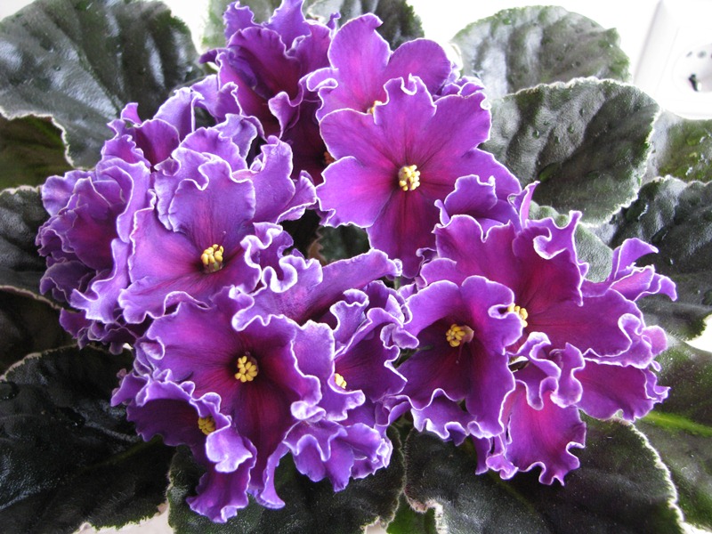 Cosmic Blast (3).JPG