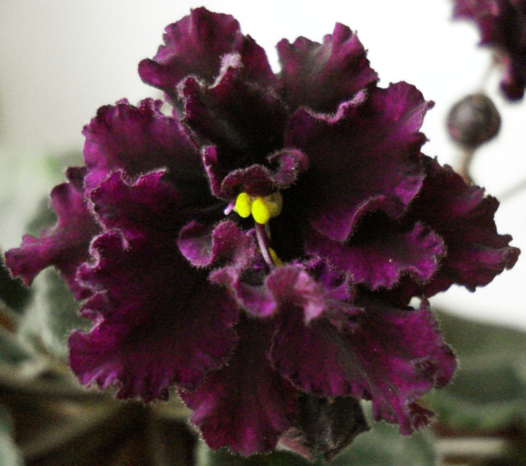 Crushed Velvet.jpg