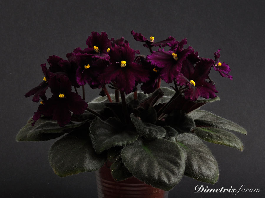Crushed-Velvet-1.jpg