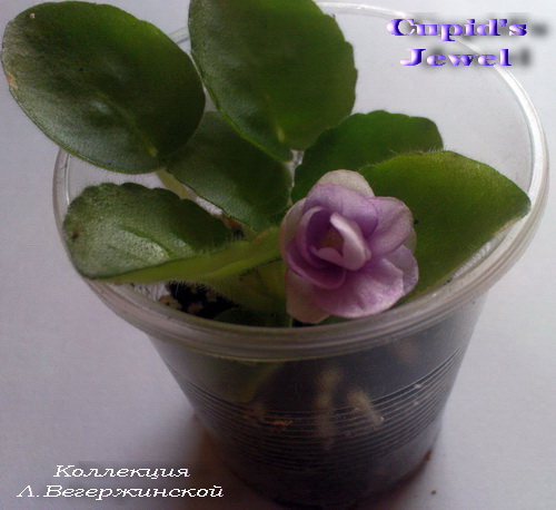 Cupid's Jewel детка.jpg