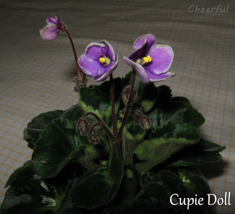 cupie doll 04.11.14.jpg