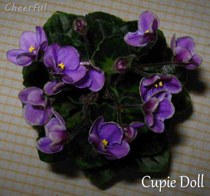 cupie doll 17.11.14 2.jpg