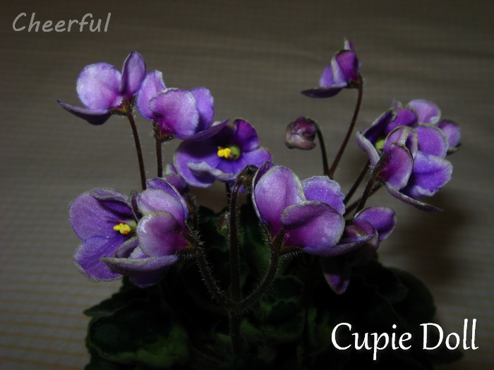 cupie doll 17.11.14 3.jpg