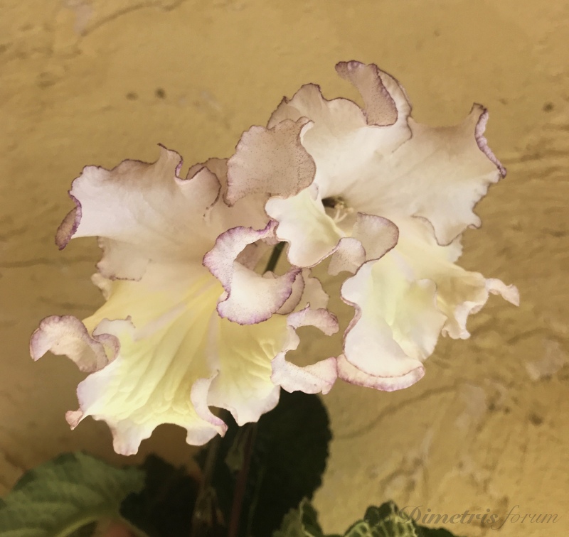 D85C361C-D56A-4175-AE83-06143FD356B9.jpeg