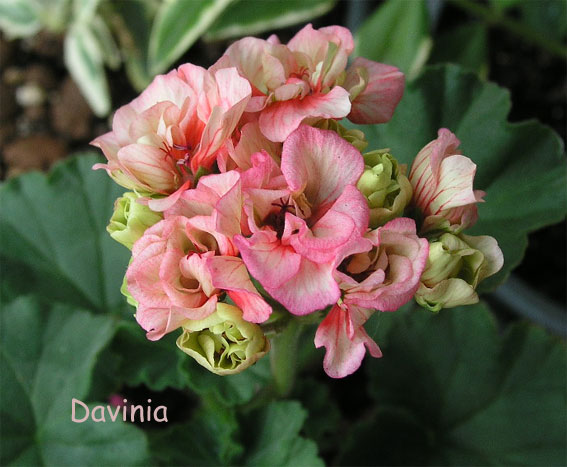 Davinia.jpg