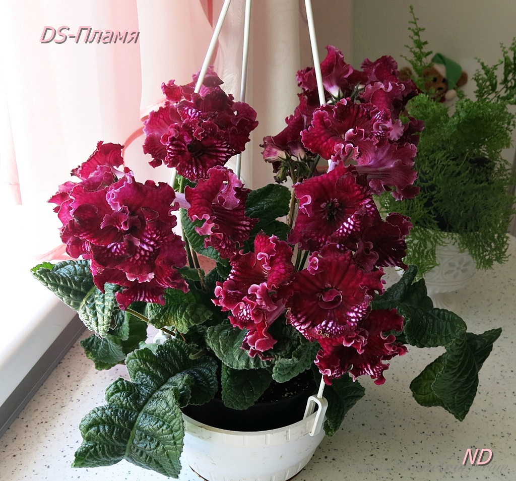 DS-Пламя14.JPG