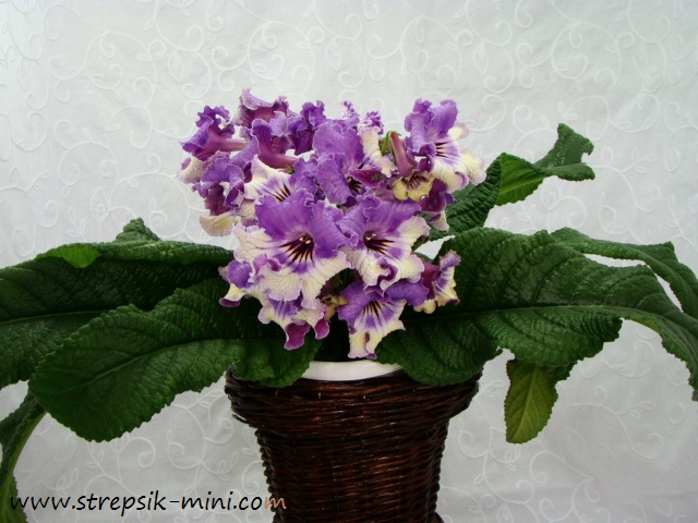 DS-Сова1.JPG