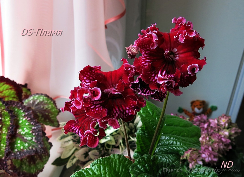 DS-Пламя4.JPG