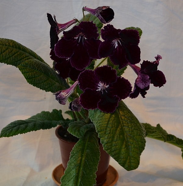 DS-Королев Мант00.JPG