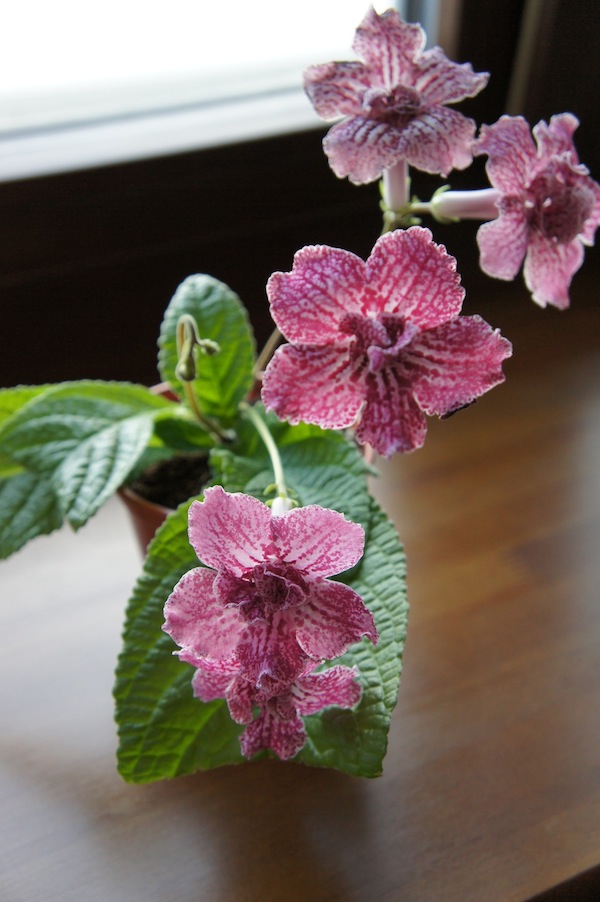 DS-Гавайская Вечеринка1.JPG