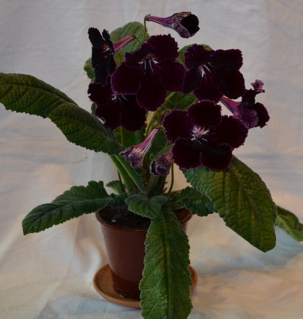 DS-Корол Мантия33.JPG