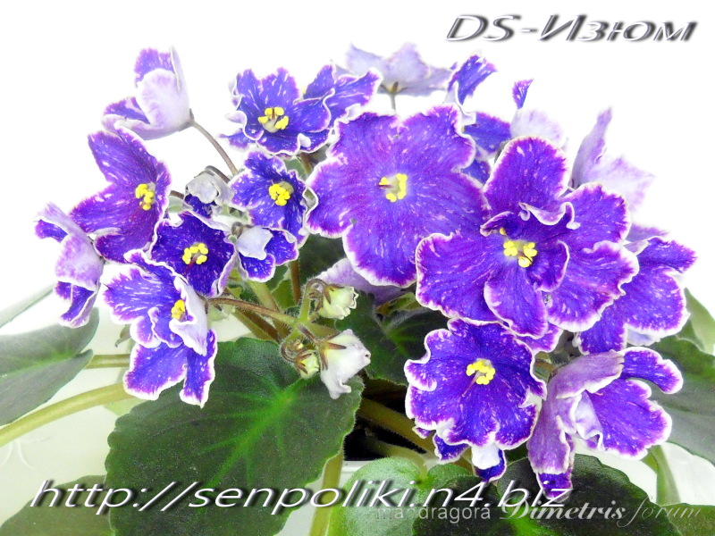 DS-Изюм.jpg