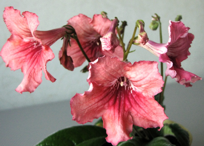 DS-Женская Логика 344.JPG