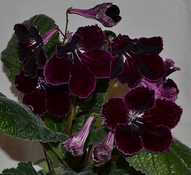 DS-Королев Мантия 44.JPG