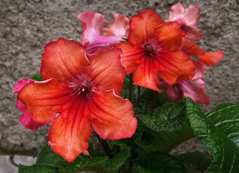 DS- Женская Логика.jpg