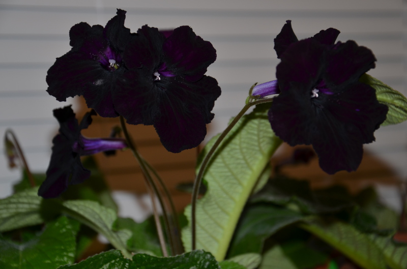 DS-Черная магия_7.JPG