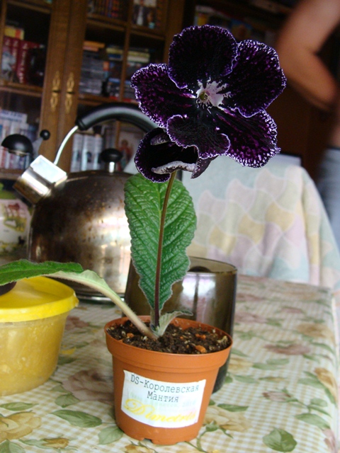 DS - Королевская Мантия mini 2.jpg