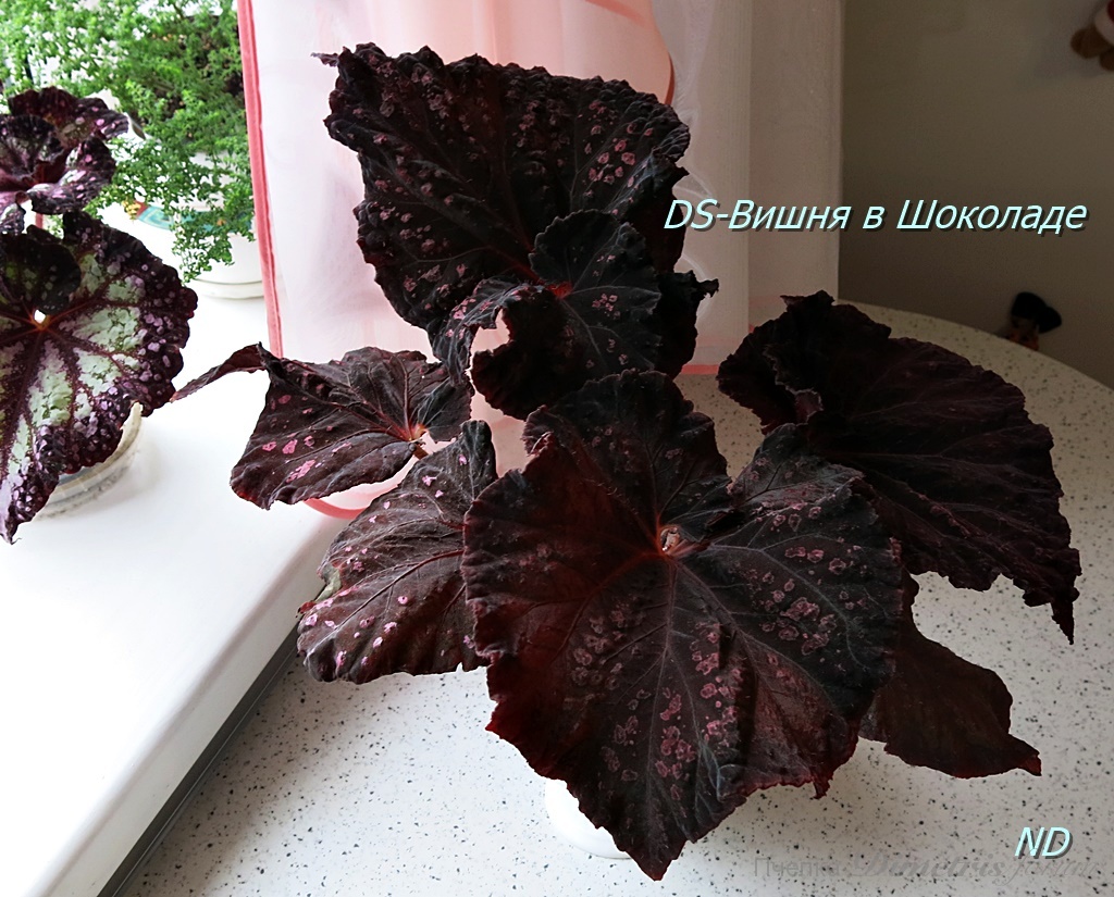 DS-Вишня в Шоколаде2.JPG