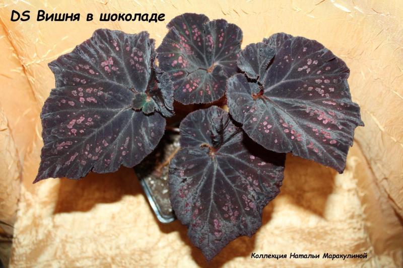 DS-Вишня в шоколаде.jpg